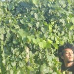 The Guy, hesgonegrapes.com, vineyard