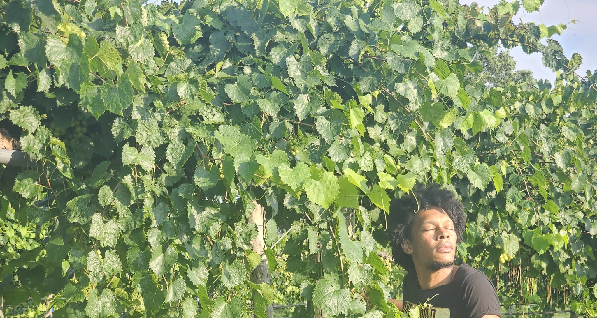 The Guy, hesgonegrapes.com, vineyard