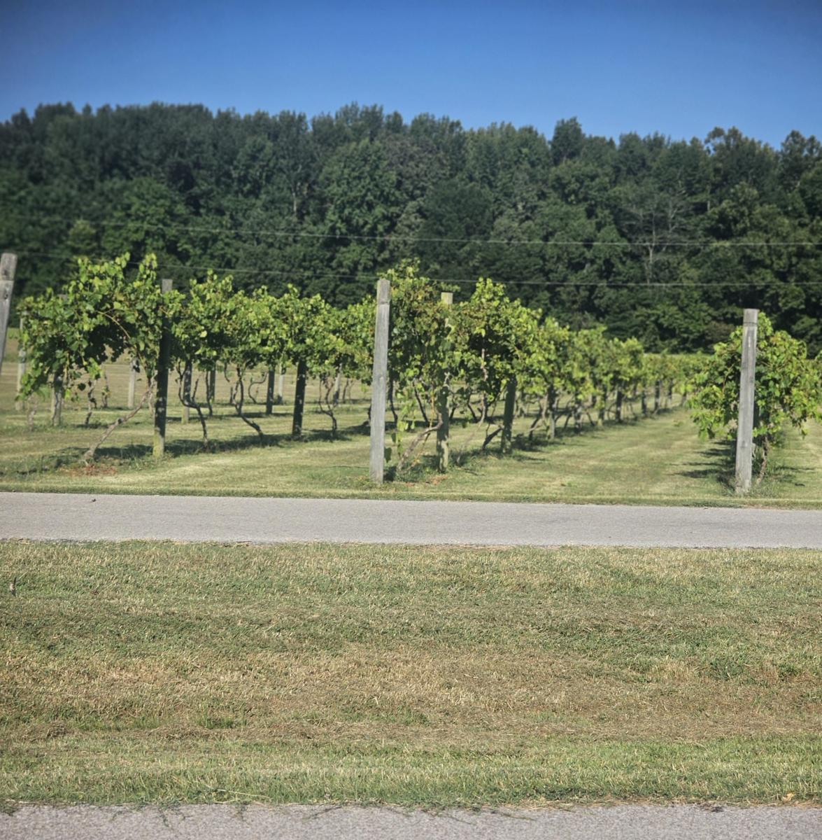 Rows of Vines