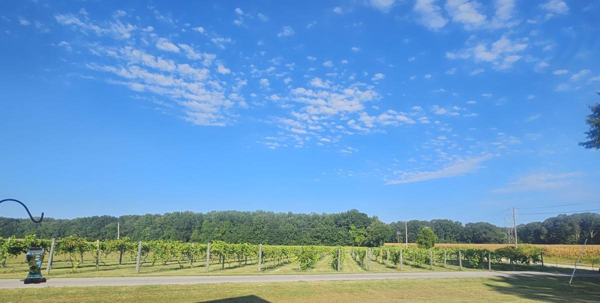 View from the Porch