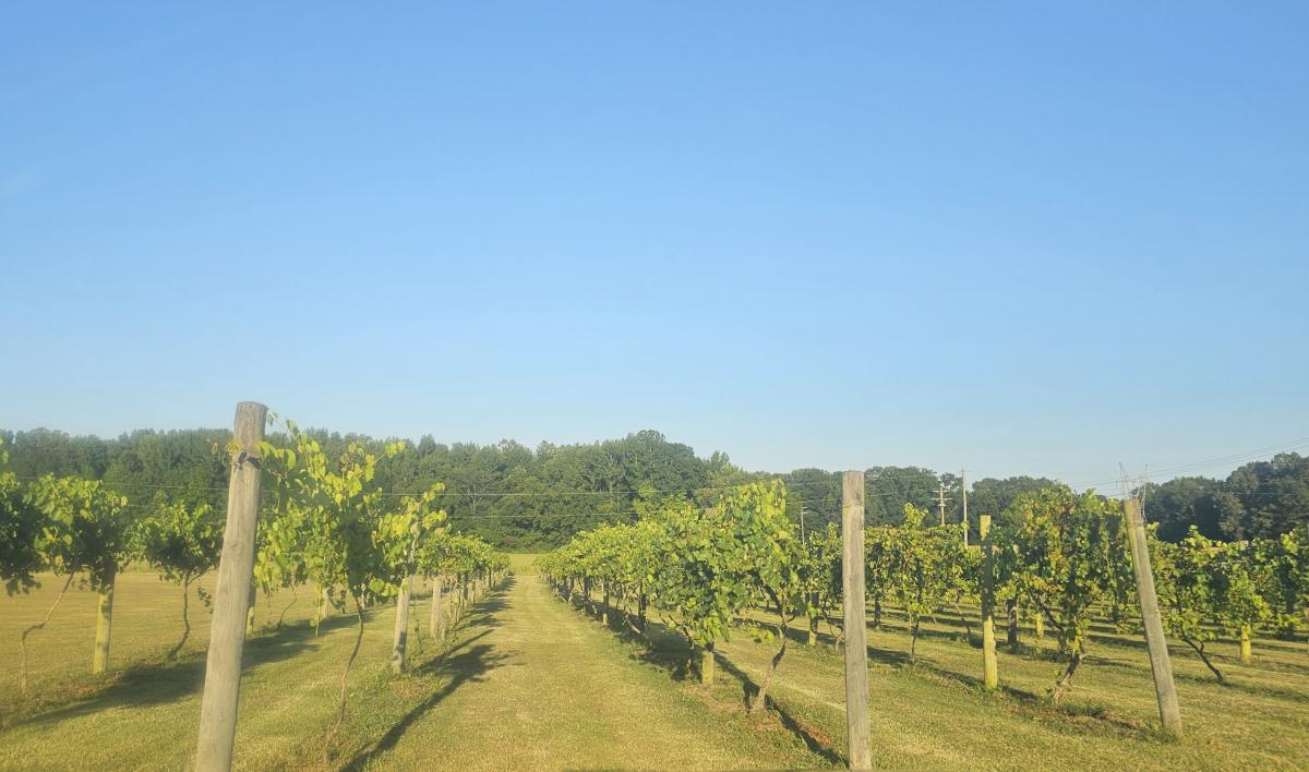 Vineyard Up close