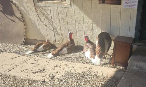 KY Bourbon Red Turkeys