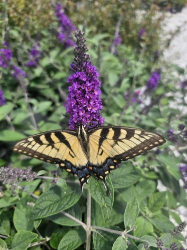 Eastern Tiger Swallowtail Butterfly